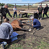 Саратовские ветеринары спасли лошадь Валькирию с рваной раной